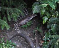 DSC_2013 Ibex -- Central Park Zoo, Manhattan, NYC -- 1 July 2012